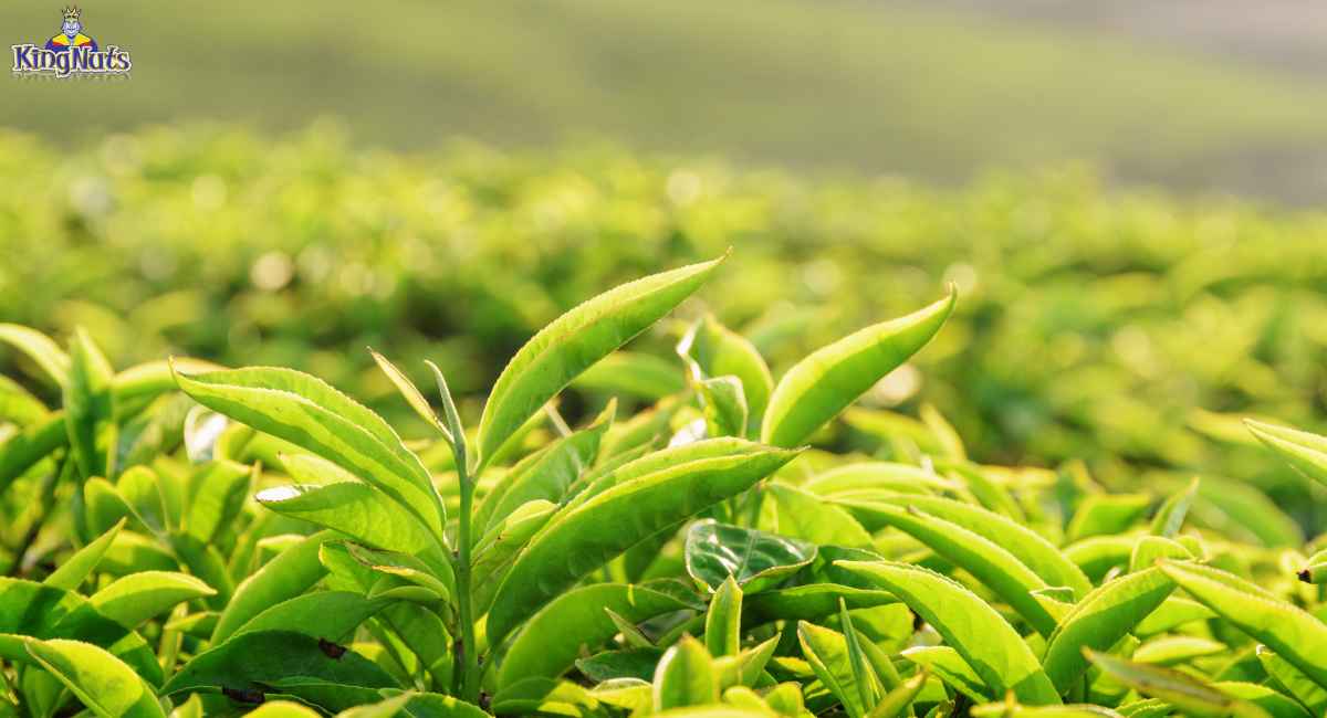 Lá trà tươi từ khu vực Thái Nguyên
